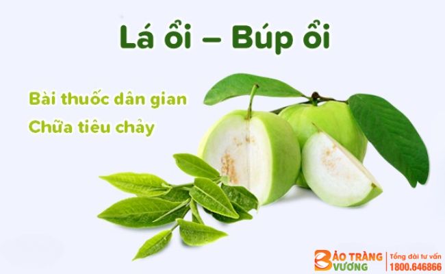 Điều trị viêm đại tràng co thắt bằng búp ổi