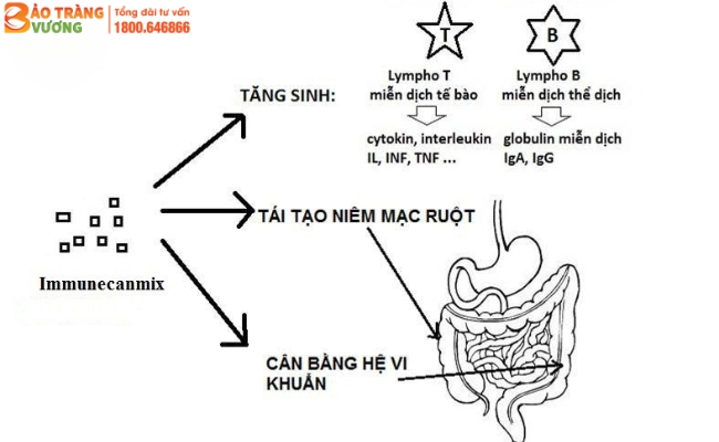  Tác dụng của Immunecanmix đối với đại tràng