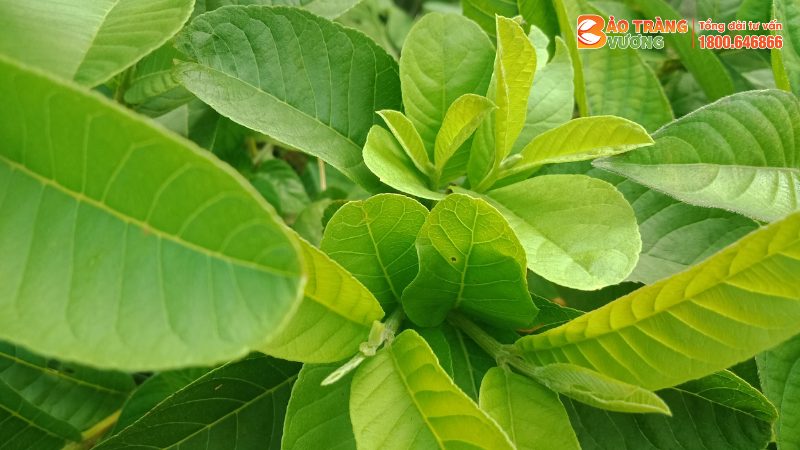 Lá ổi là thảo dược chữa bệnh đại tràng