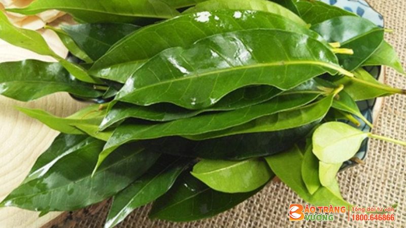 Khi dùng lá vối cần phải áp dụng đúng
