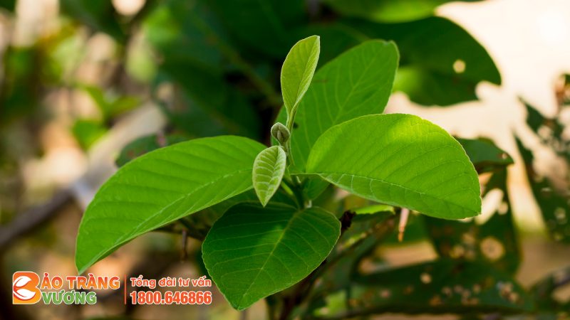 Lá ổi non